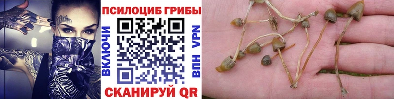 Псилоцибиновые грибы мухоморы Будённовск